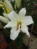 [4421 PO21 Motown No02.JPG]